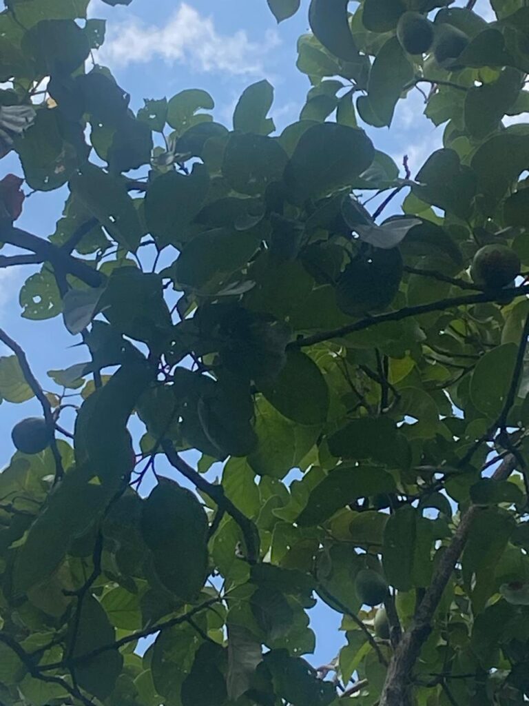 poda de aguacate