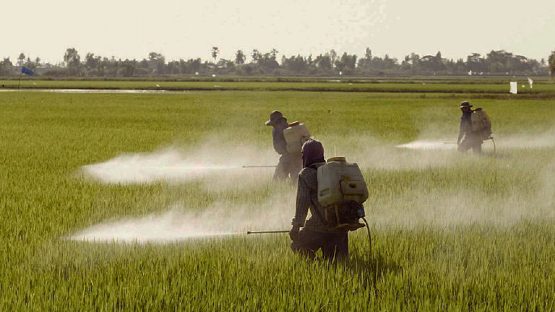 plaguicidas prohibidos