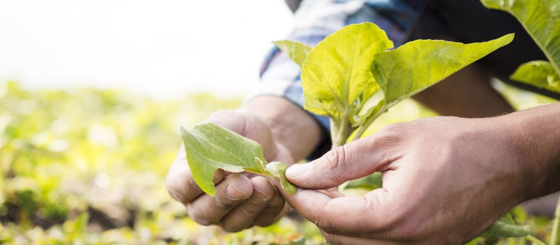 visionarios del agrinegocio