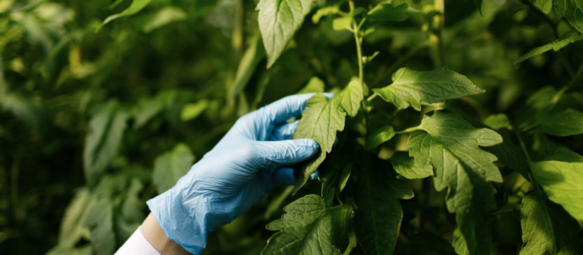 surfactantes agrícolas